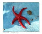 Stella marina Stella marina