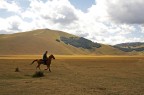 Cavallo e cantauro su altipiano di Castelluccio Cavallo e cantauro su altipiano di Castelluccio
