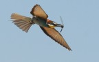 merops apiaster merops apiaster