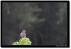 Piove.. Piove..