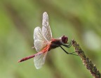 libellula rossa libellula rossa