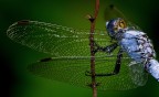 Libellula Libellula