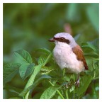 averla piccola averla piccola