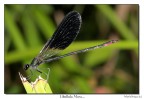 Libellula Nera Libellula Nera