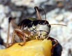 Grasshopper