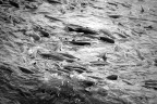 Zuppa di pesce 1 Zuppa di pesce 1