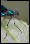 Profilo (Libellula) Profilo (Libellula)