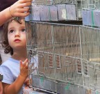 Alla fiera dei volatili Alla fiera dei volatili