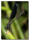 Libellula Nera II Libellula Nera II