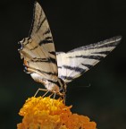 Ritratto posato 2 Ritratto posato 2