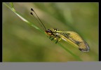 Libelloides longicornis Libelloides longicornis