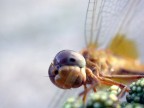 libellula curiosa.. libellula curiosa..
