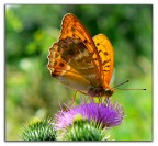 farfalla su fiore di cardo farfalla su fiore di cardo