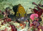 Piccola Cernia bruna (Epinephelus Guaza) nella tipica posizione "a candela", immobile x pochi istanti divisa tra curiosit e paura. Purtoppo ormai sono estremamente timide anche questi esemplari di pochi grammi, certi cosidetti "pescatori" non risparmiano niente.
Questa  uno dei pochi scatti accettabili risultato di un'intera mattinata di su e gi.