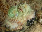 Polpo (Octopus vulgaris) che si accinge a difendere la tana, nella tipica posizione con i tentacoli estroflessi.

Porto Selvaggio (Nard) prof. 6m.

Critiche e commenti sempre bene accetti