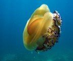 Medusa (Cotylorhiza tuberculata) a passeggio lungo la costa ionica del salento. Il piccolo banco di pesciolini in basso la sfrutta per difendersi dai predatori: una fortezza mobile. 
Questa medusa di grandi dimensioni  poco pericolosa, non essendo molto urticante.

Critiche e commenti sempre bene accetti