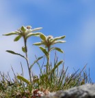 Stelle alpine Stelle alpine
