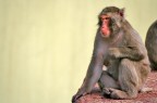 Macaco del Giappone Macaco del Giappone