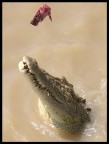 Nonostante il caldo torrido,  assolutamente sconsigliato cercare refrigerio nelle fangose acque dei fiumi australiani.
Queste sono infestate da coccodrilli che possono raggiungere dimensioni veramente ragguardevoli di oltre 6 metri di lunghezza.
Scatto effettuato durante un'escursione in barca, nella quale vengono attirati i coccodrilli per mezzo di 'esche'. Questi rettili dimostrano con salti impressionanti tutta la forza di cui sono dotati.