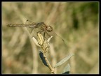dragonfly dragonfly