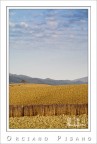Paesaggio Paesaggio