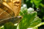 Questa farfalla gironzola per il giardino da qualche giorno....

Critiche commenti e suggerimenti sempre graditi :)


*Scattata con ultracompatta coolpix5600