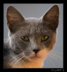 Scrutatore Scrutatore