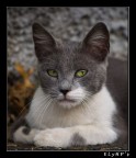 cat #2 cat #2
