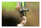 Libellula Libellula