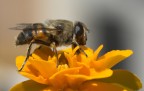 Mosca colorata da ape ? Mosca colorata da ape ?