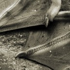 Jurassic Park Jurassic Park