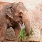 Elefantino Elefantino