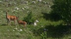 non credevo ai miei occhi quando ho visto questi due camosci fermarsi li a guardarci...