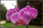 Orchidea Orchidea