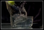 splash splash