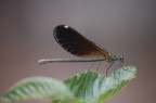 Libellula a Bagno Vignoni (SI) Libellula a Bagno Vignoni (SI)
