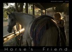 Horse's friend Horse's friend