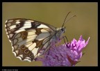 Una bella Melanargia in controluce, schiarita in fill in per rendere leggibile il soggetto.
100macro e 30D, mano libera, 1/125sec f/8
ANto