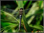 Libellula al Sole Libellula al Sole