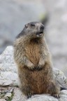 La marmotta La marmotta
