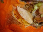 Lima lima su spugna arancione, trovata in grotta; la conchiglia, stranamente libera da concrezioni, mostra il suo bel colore bianco.

S. Caterina (Nard) prof -4m