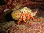 Paguro (dardanus arrosor) a passeggio in un anfratto. 

Porto Selvaggio (Nard) - prof. 8m