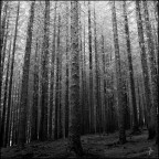 alberi in preghiera alberi in preghiera