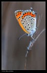 Lycaena thersamon Lycaena thersamon
