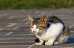 Gattino ... Gattino ...