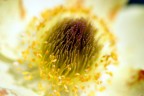 Interno di un fiore tipicamente alpino, la pulsatilla (anemone gialla)
