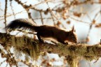 Sembrerebbe imbalsamato, ma fortunamente non lo . Resta liberissimo di fare l'equilibrista sui pini del bosco di Pontresina, Svizzera