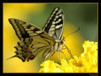 Farfalla macro