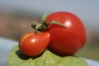 Pomodorino simpatico Pomodorino simpatico