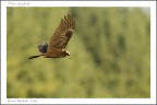 Renzo-Falco di palude Renzo-Falco di palude